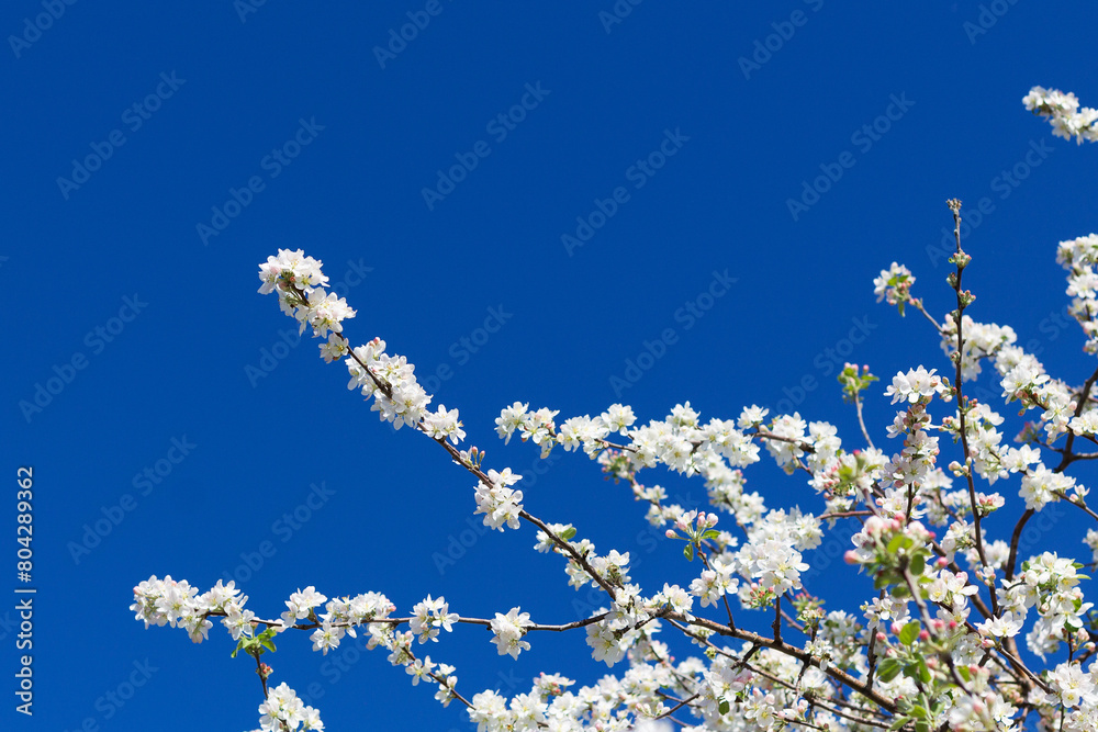 white flowers on the branches of a blossoming apple tree in spring with green leaves on blue sky background. copy space white flowers on the branches of a blossoming apple tree in spring with green leaves on blue sky background. copy space