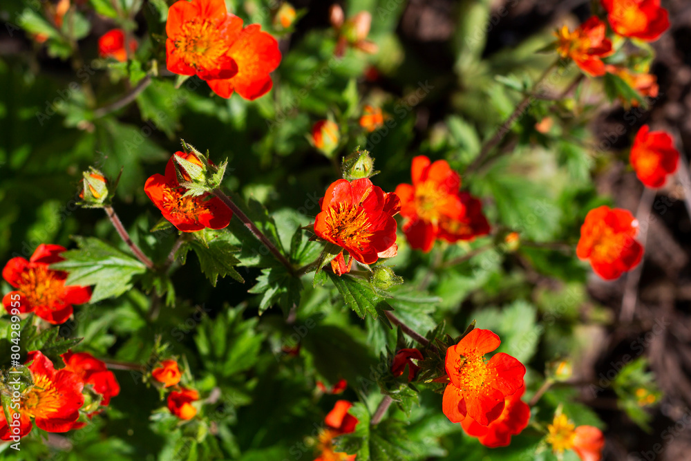 red and yellow flowers. Red Flowered Avens with sunshine. Bright orange flowers on the background of green foliage and soil. top view. Geum coccineum