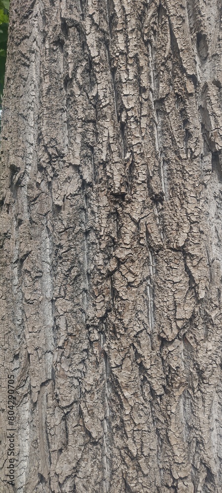 Fototapeta premium bark of a tree, nature background