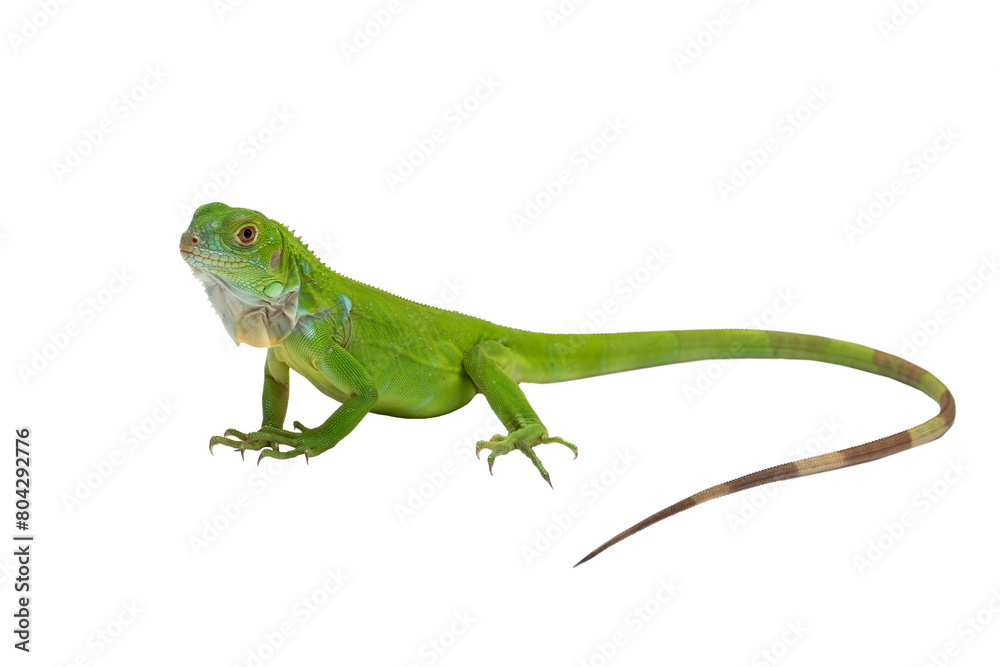 Fototapeta premium PNG File: The juvenile Green Iguana (Iguana iguana).