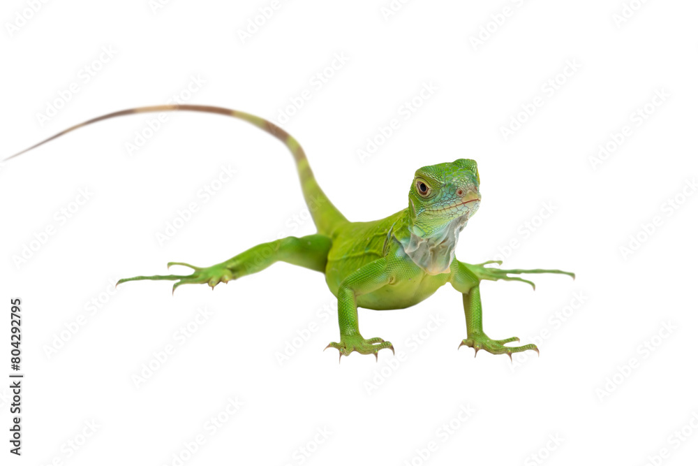 Fototapeta premium PNG Format: The juvenile Green Iguana (Iguana iguana).