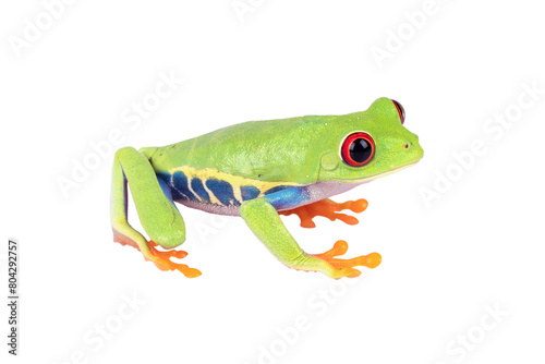 PNG File: The Red-eyed Tree Frog (Agalychnis callidryas) 