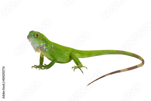 PNG File: The juvenile Green Iguana (Iguana iguana).