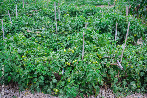 Determinate tomato growing on row with bamboo stakes support, straw mulch at traditional homestead farm in Thai Binh, Red River Delta of Northern Vietnam, load of green bush tomatoes