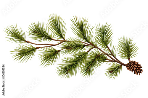 Adorned by Nature   s Jewel  A Pine Cone on a Pine Branch. On a White or Clear Surface PNG Transparent Background.