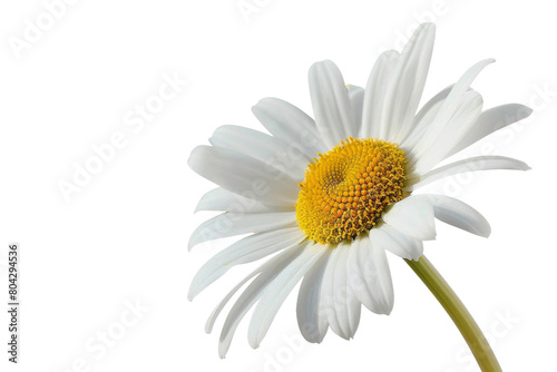 Daisy flower captured on white