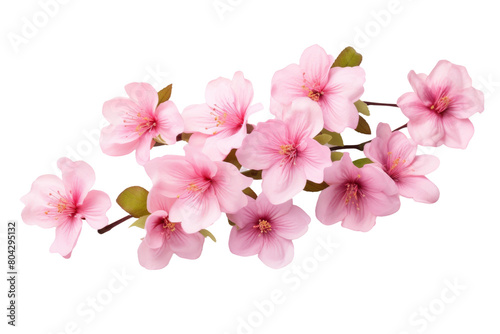 A Symphony of Blush Pink Blooms. On a White or Clear Surface PNG Transparent Background.