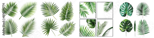 Set of tropical palm leaves illustration. Palm leaves isolated on a white background. Vector graphics. Silhouette. with white alpha, transparent on isolated background png