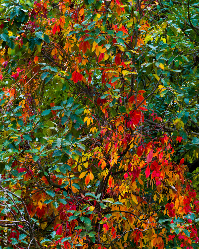 Autumn sketch, multicolored leaves of climbing plants