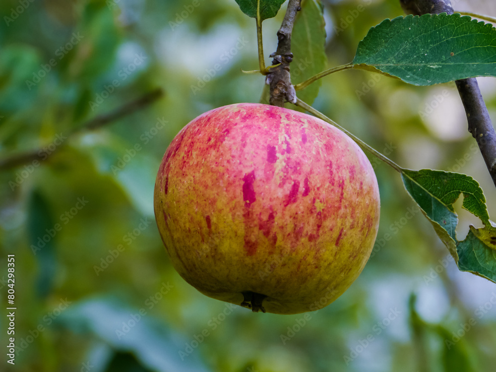 Ripe apple close up on blurred green background Ripe apple close up on blurred green background