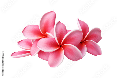 The Ethereal Elegance of a Pink Flower. On a White or Clear Surface PNG Transparent Background.