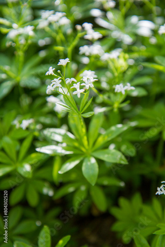 The  sweet woodruff (Galium odoratum) plant blooming in spring