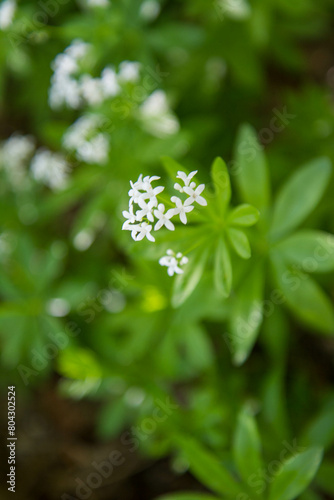 The  sweet woodruff (Galium odoratum) plant blooming in spring