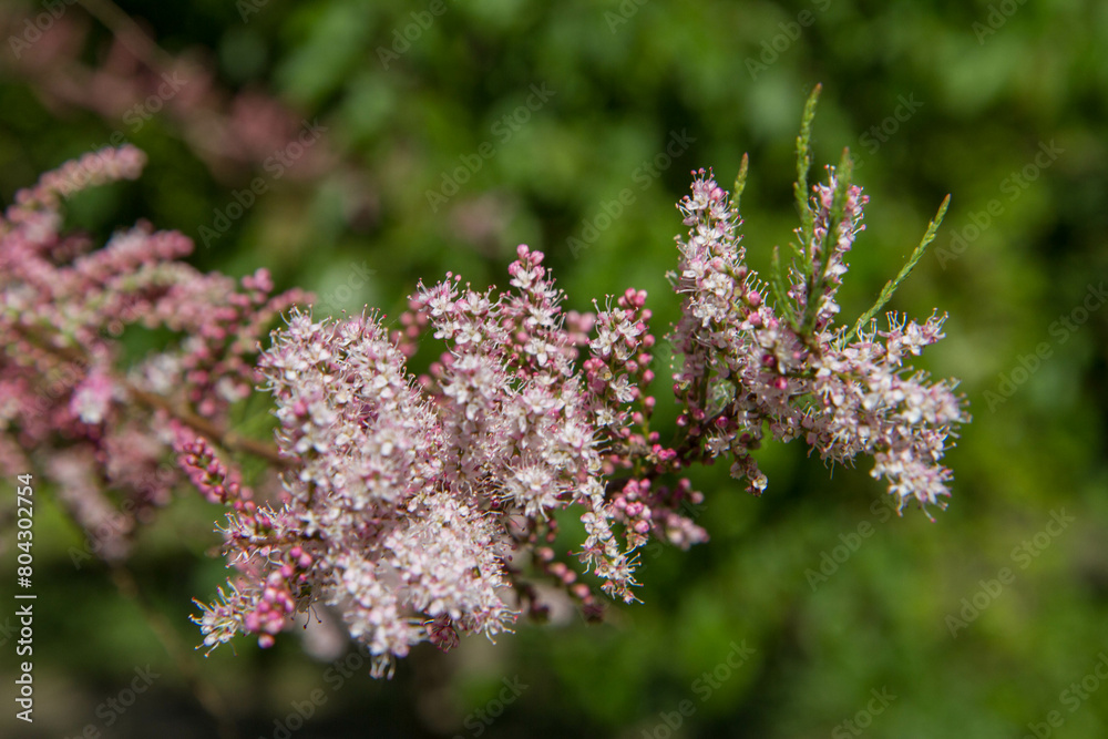 The Tamarisk (Tamarix) plant blooming in spring
The Tamarisk (Tamarix) plant blooming in spring