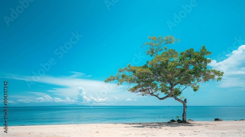 A minimalist and simple image that shows blue skies  trees with a typical calm atmosphere on the beach