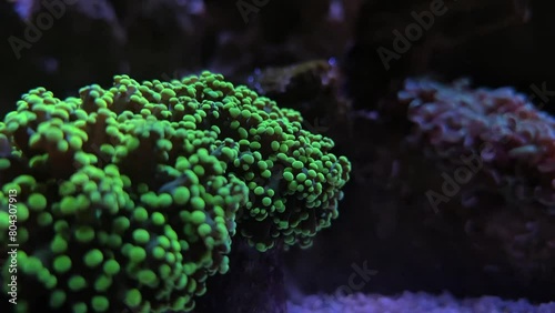 yellow green octospawn frogspawn tropical coral reef moveing in aquarium video 4K fullHD photo