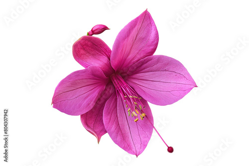 Fuchsia flower Isolated on transparent background