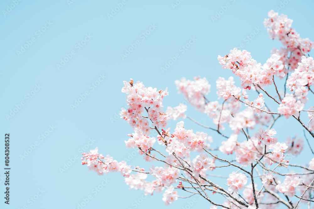 青空に映える満開の桜
青空に映える満開の桜
