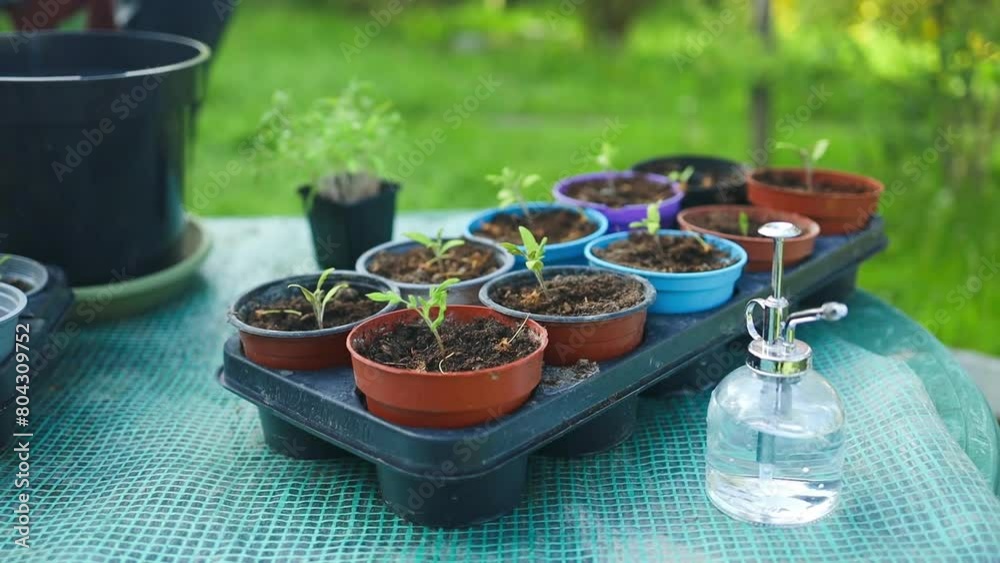 Tomato plants seedlings in black plastic pots in garden outdoors. Planting and gardening at springtime. Organic growing. High quality FullHD footage Tomato plants seedlings in black plastic pots in garden outdoors. Planting and gardening at springtime. Organic growing. High quality FullHD footage