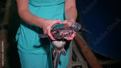 A freshly caught catfish in the hands of a fish farm worker in close-up. Fish farming, aquaculture