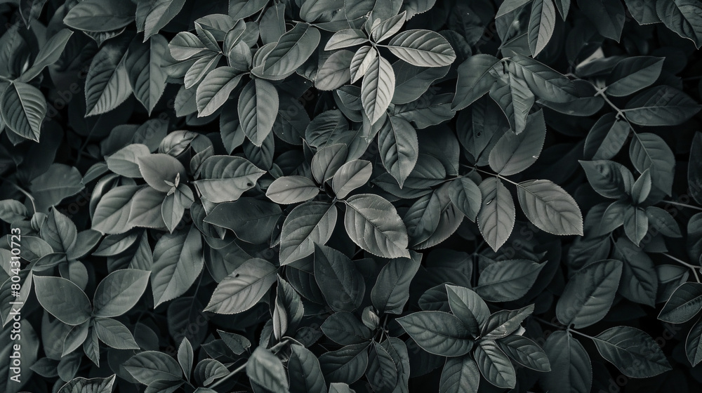 Dark Forrest
