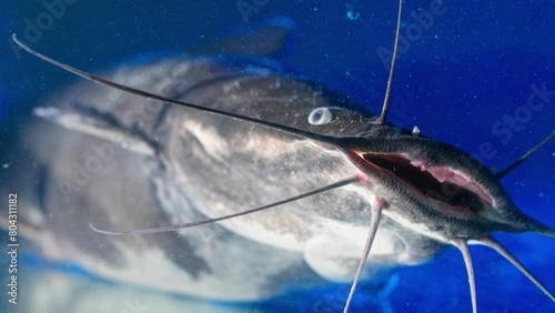 Catfish Chronicles: The Pulse of Aquaculture