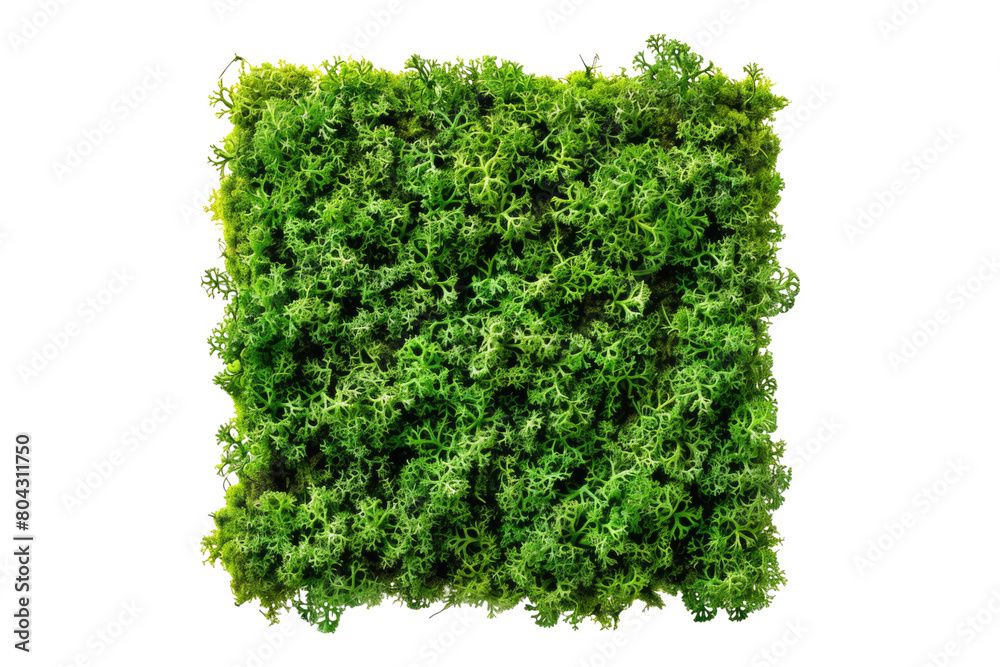 Fototapeta premium Green moss Isolated on transparent background