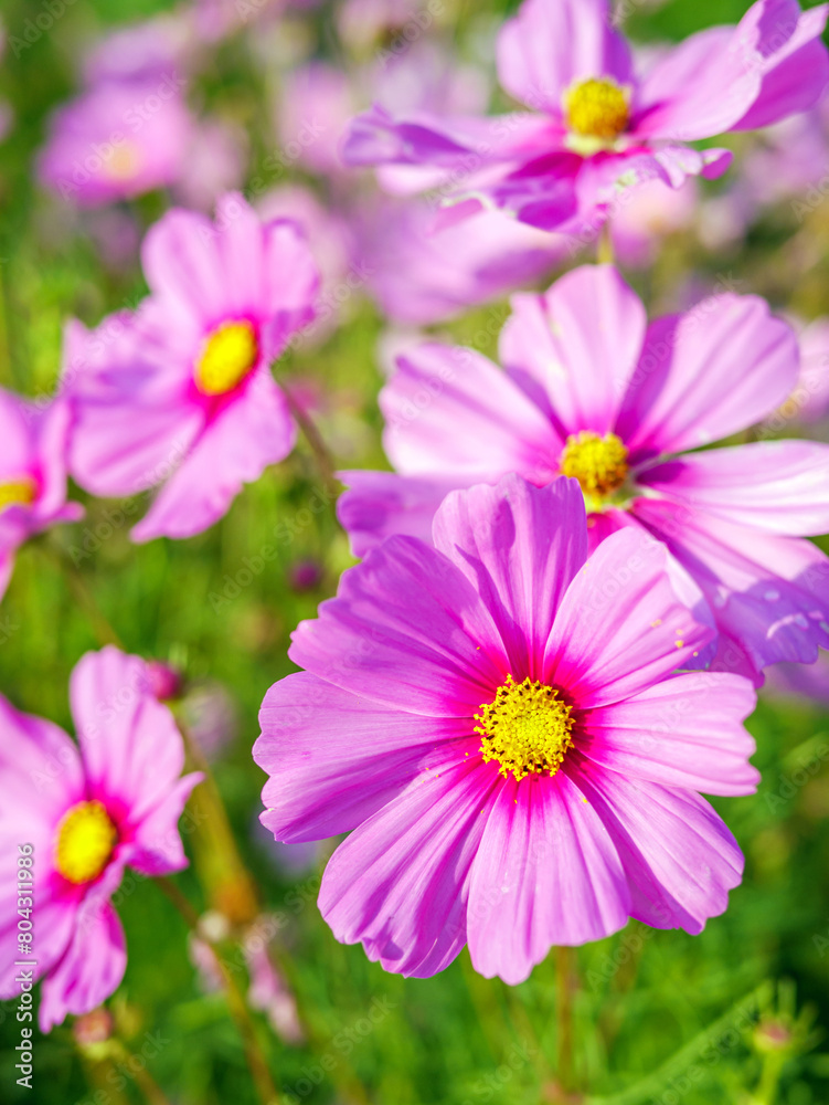 Close-up of beautiful cosmos flowers at cosmos field in moring sunlight. amazing of close-up of cosmos flower. nature flower background. Close-up of beautiful cosmos flowers at cosmos field in moring sunlight. amazing of close-up of cosmos flower. nature flower background.