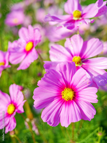 Close-up of beautiful cosmos flowers at cosmos field in moring sunlight. amazing of close-up of cosmos flower. nature flower  background.