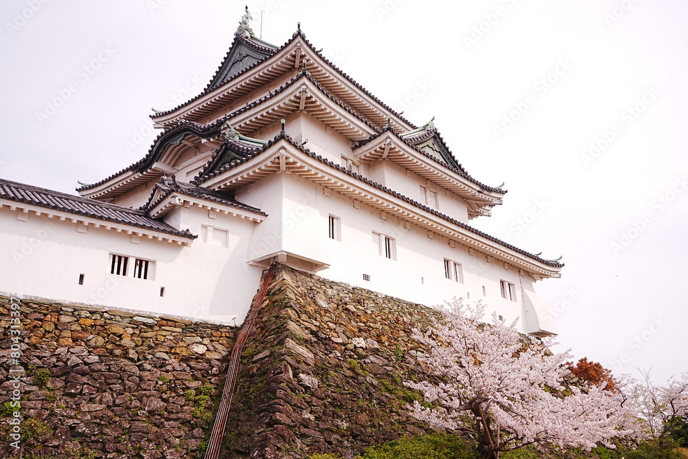 Wakayama-jo Castle with Spring Cherry Blossom in Wakayama, Japan - 日本 和歌山県 春の和歌山城 Wakayama-jo Castle with Spring Cherry Blossom in Wakayama, Japan - 日本 和歌山県 春の和歌山城