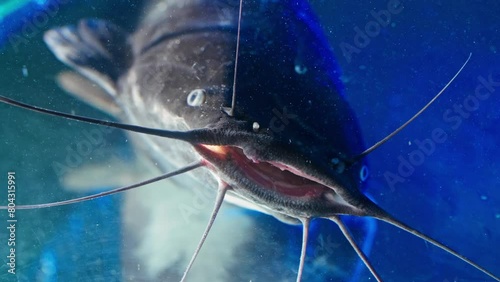 Submerged Farming: Clarias Catfish Aquatic Dance