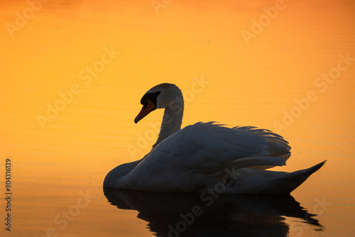 Fototapeta Naklejka Na Ścianę i Meble -  An adult mute swan swims in the water perpendicular to the camera lens on a sunset.