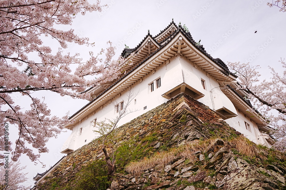 Wakayama-jo Castle with Spring Cherry Blossom in Wakayama, Japan - 日本 和歌山県 春の和歌山城 Wakayama-jo Castle with Spring Cherry Blossom in Wakayama, Japan - 日本 和歌山県 春の和歌山城
