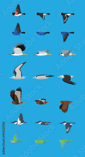 Various Bird Flying Sequence Cute Cartoon Vector Illustration Grosbeak Bunting Heron Albatross Hawk Kingfisher Parrot