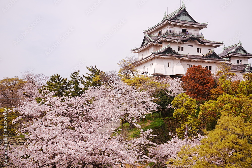 Wakayama-jo Castle with Spring Cherry Blossom in Wakayama, Japan - 日本 和歌山県 春の和歌山城 Wakayama-jo Castle with Spring Cherry Blossom in Wakayama, Japan - 日本 和歌山県 春の和歌山城