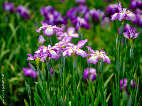 初夏の爽やかな日に咲く鮮やかな菖蒲の花 © 8maru