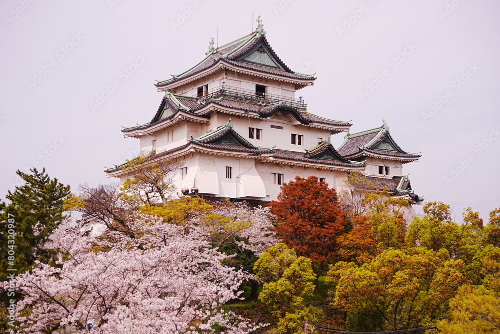 Fototapeta premium Wakayama-jo Castle with Spring Cherry Blossom in Wakayama, Japan - 日本 和歌山県 春の和歌山城