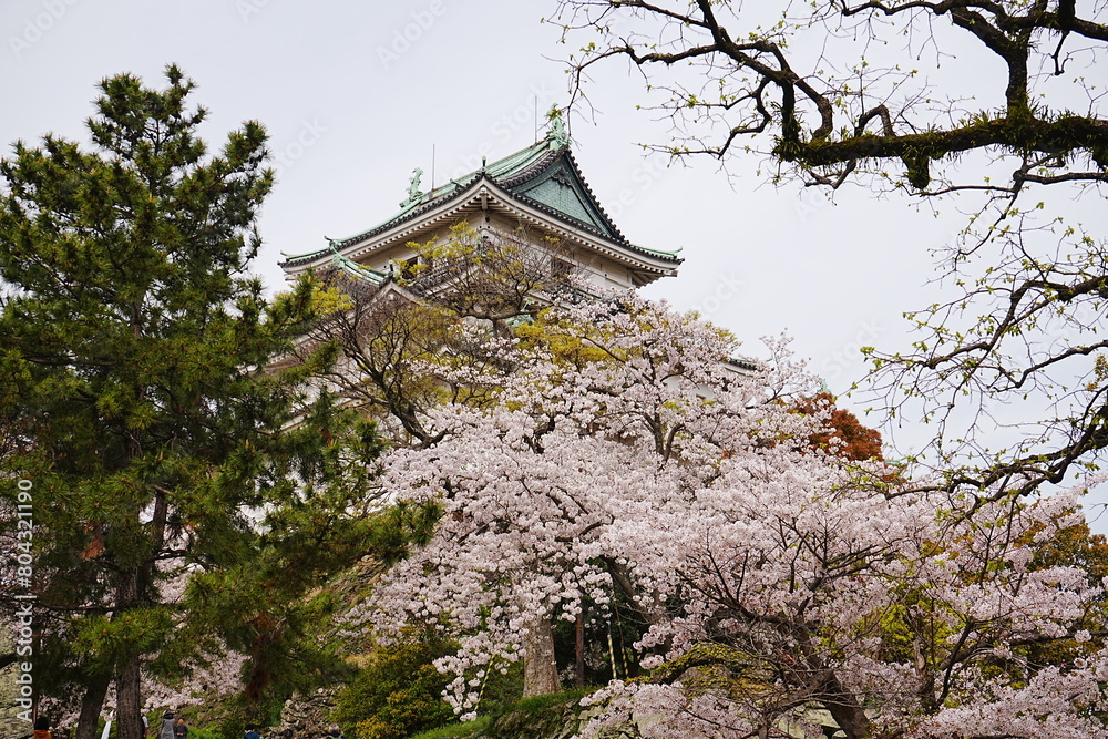 Wakayama-jo Castle with Spring Cherry Blossom in Wakayama, Japan - 日本 和歌山県 春の和歌山城 Wakayama-jo Castle with Spring Cherry Blossom in Wakayama, Japan - 日本 和歌山県 春の和歌山城