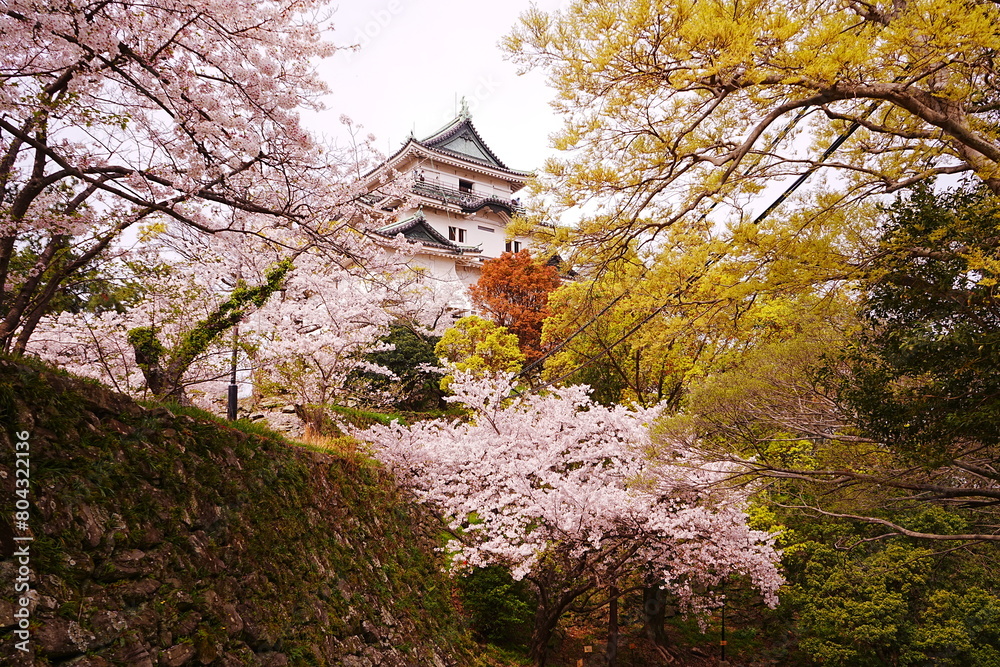Wakayama-jo Castle with Spring Cherry Blossom in Wakayama, Japan - 日本 和歌山県 春の和歌山城 Wakayama-jo Castle with Spring Cherry Blossom in Wakayama, Japan - 日本 和歌山県 春の和歌山城