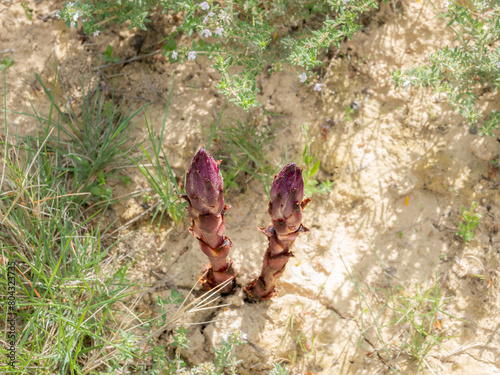 Two purple shoots of Broomrape emerge from dry soil, suggesting new growth in arid conditions. © Licia.Galli