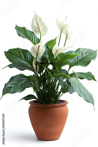 Spathiphyllum, commonly known as spath or peace lilies, green houseplant in the pot, white background, plant lover concept 