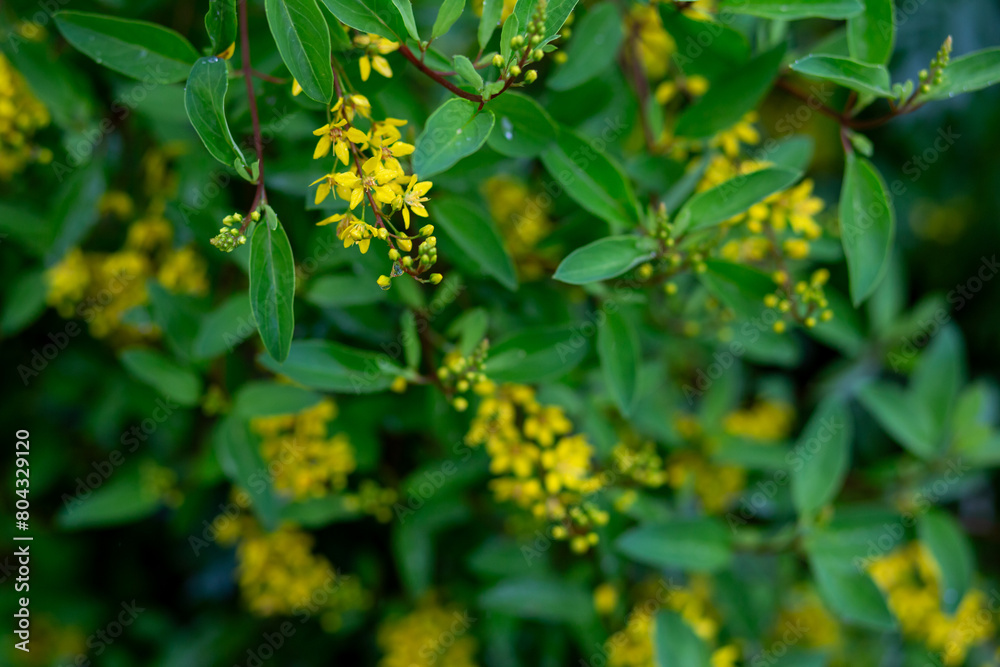 Yellow flowers, green bushes There is space for text.