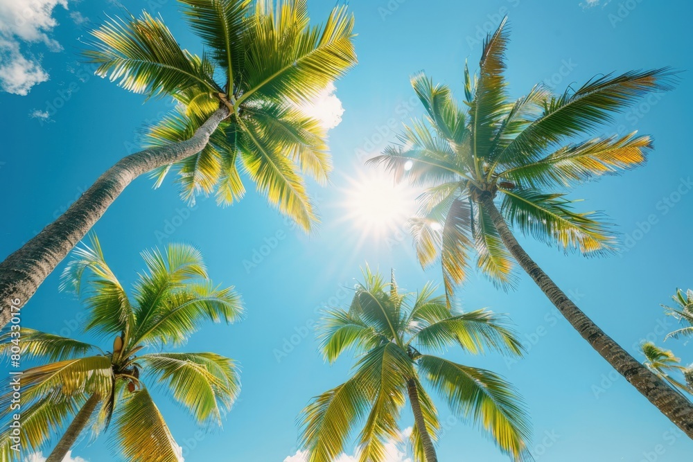 Naklejka premium A sunny blue sky with palm trees, summer concept, Tropical Tree, tropical landscape.