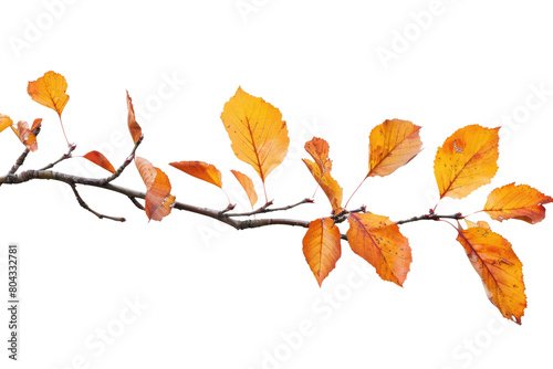 Autumn branch cutout isolated on white or transparent background