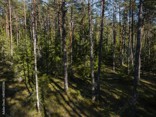 Forest landscape in Estonia. Drone photo. Pine forest in spring.