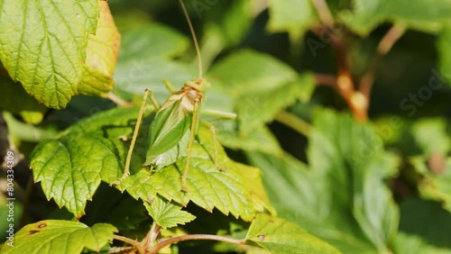 A grasshopper chirping on a sunny day on a currant bush
