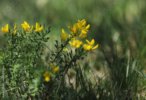 Φωτογραφία Yellow wildflower, Dyer's greenweed (Genista tinctoria)