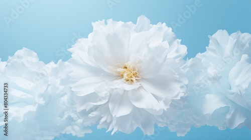Three White Flowers With Yellow Centers on Blue Background