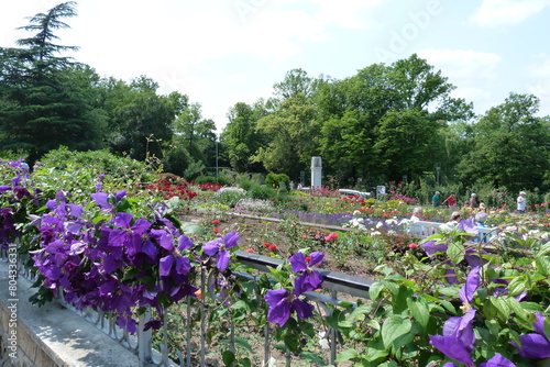 Garten mit Clematis im Europa-Rosarium Sangerhausen photo