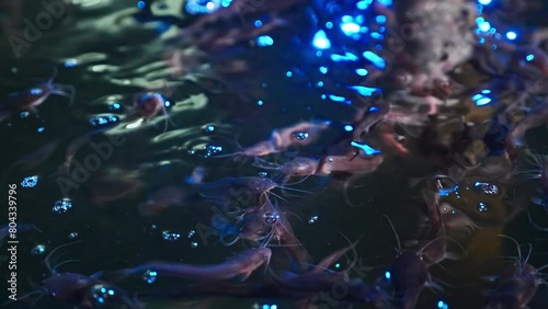 Sustainable Hatchlings: Minnows Destined for Organic Markets